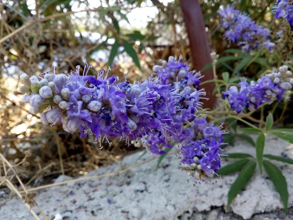 Dimitra'S Garden Villa Kallirákhi 外观 照片